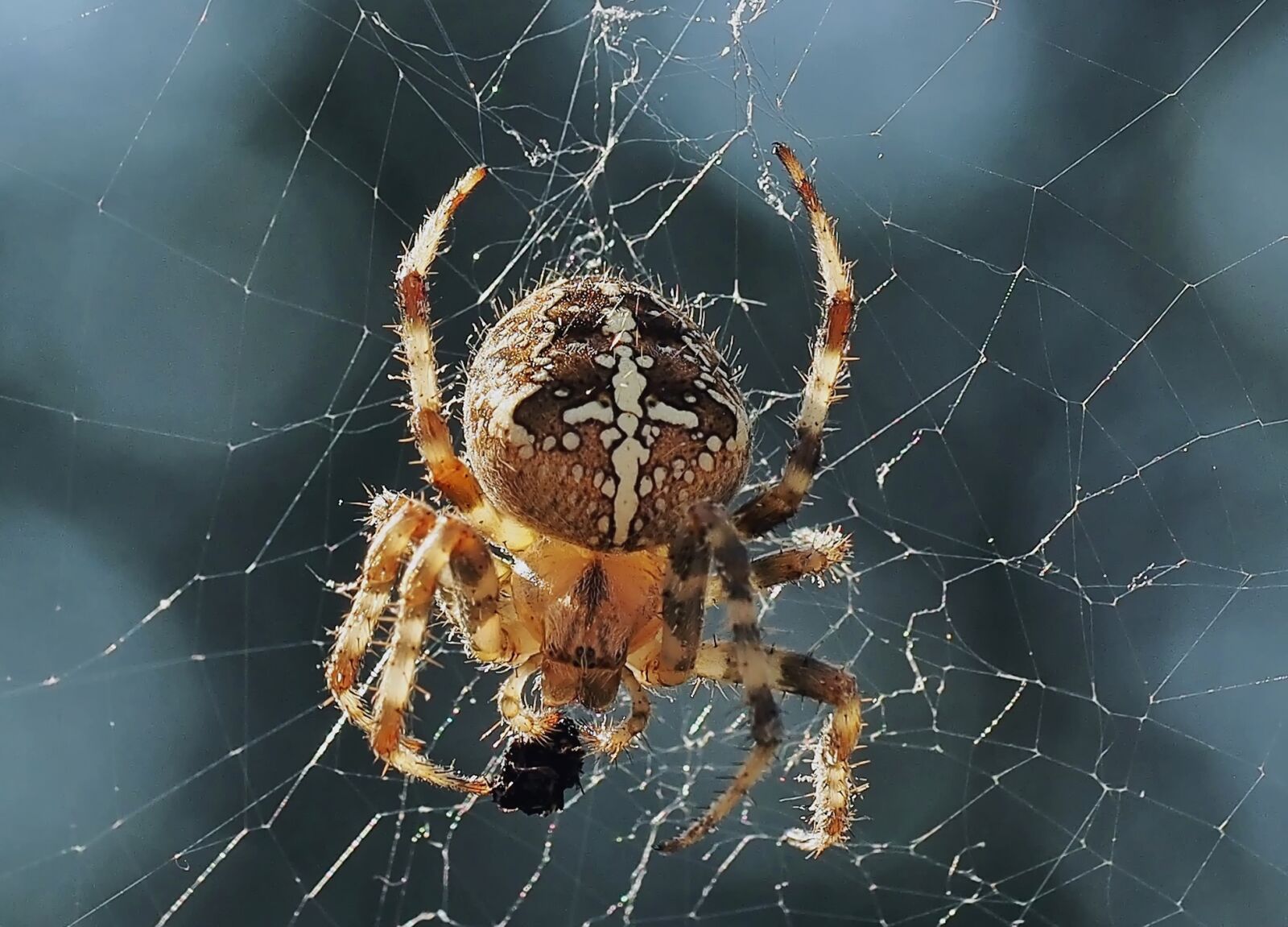 Olympus OM-D E-M5 sample photo. Araneus, spider, web photography