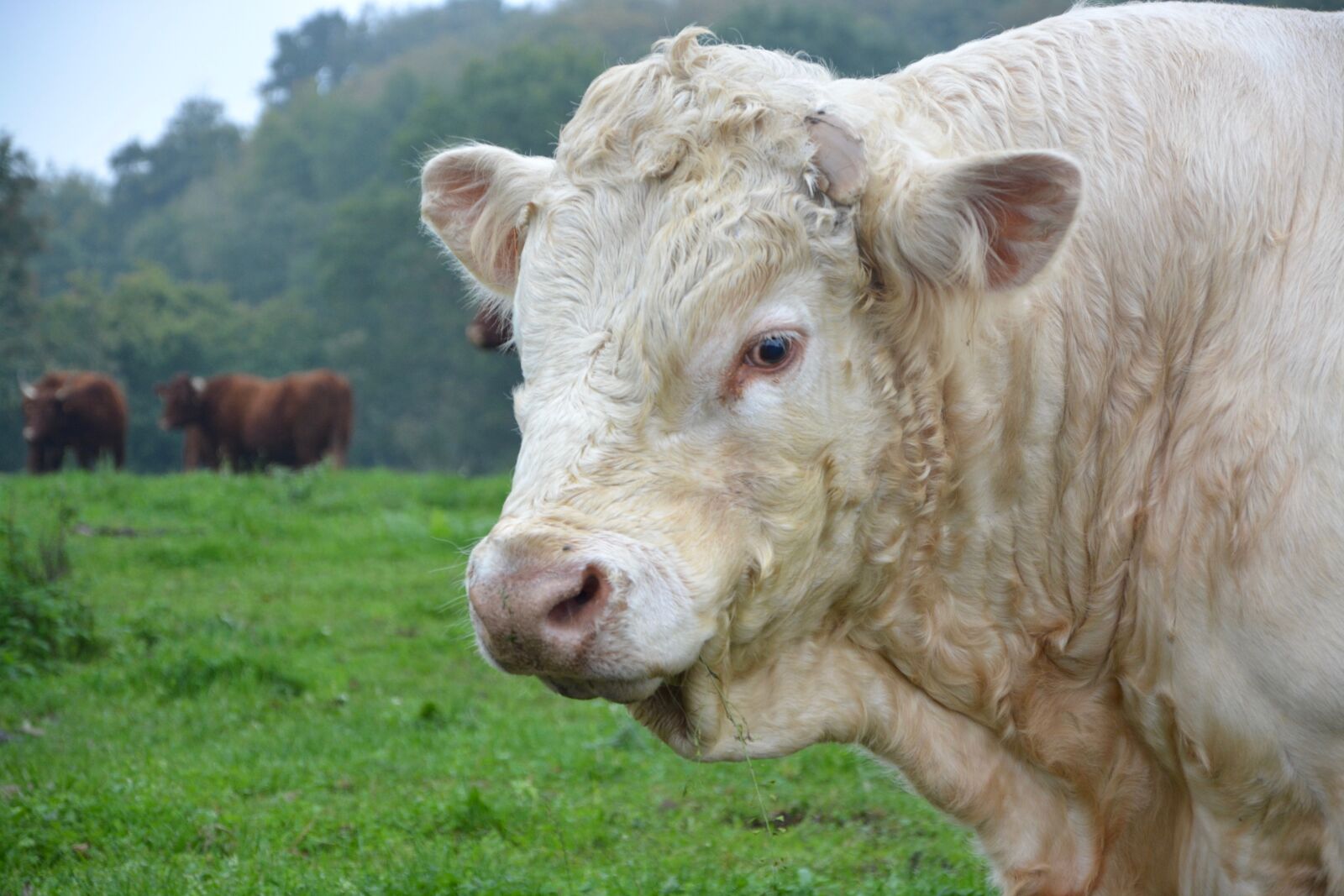 Nikon D5200 sample photo. Bull, white bull, cattle photography