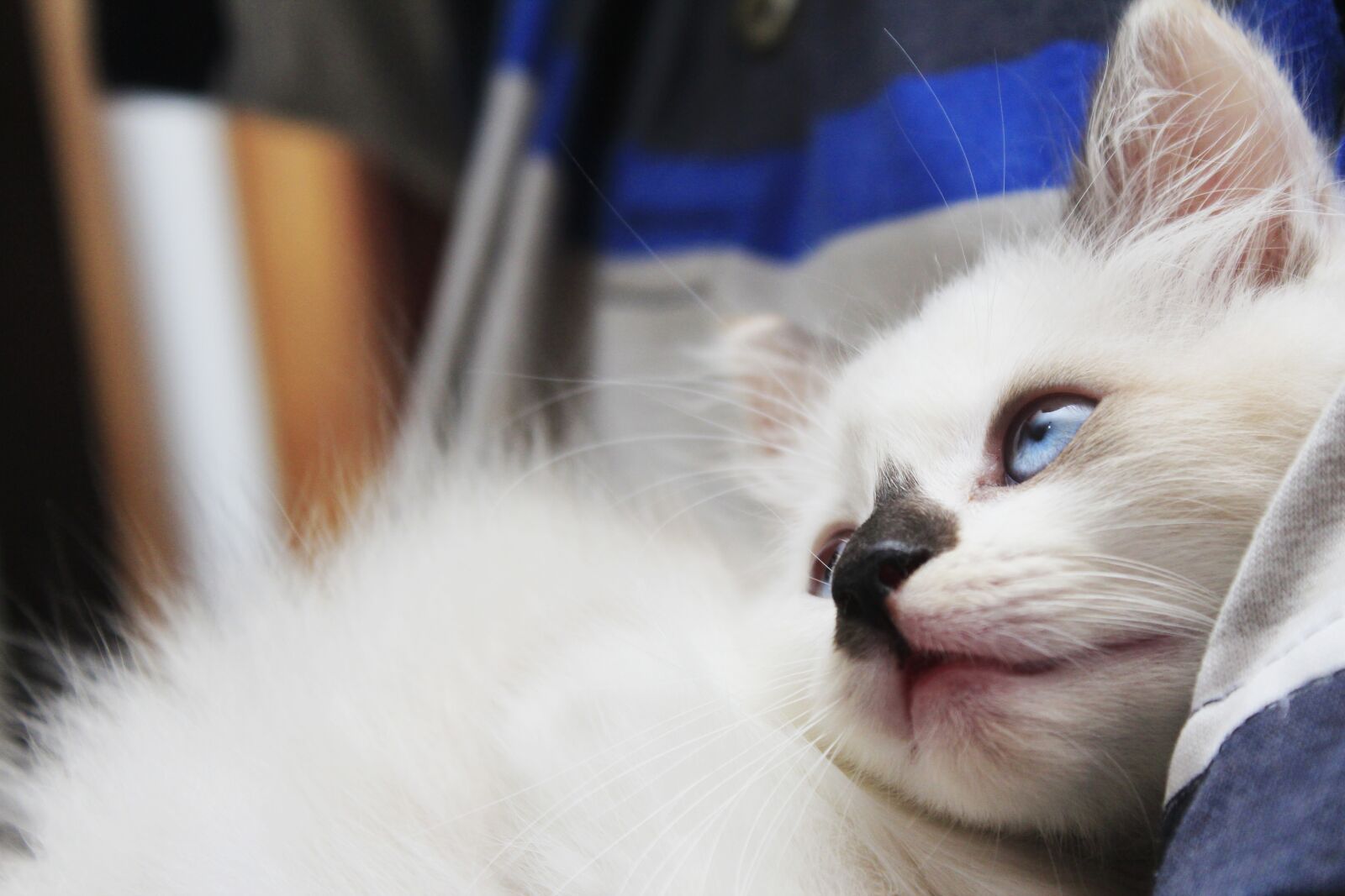 Canon EOS 600D (Rebel EOS T3i / EOS Kiss X5) sample photo. Cat, cute, white photography