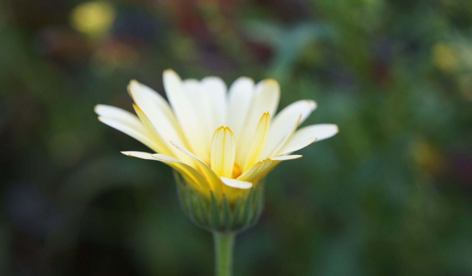 Sony SLT-A55 (SLT-A55V) sample photo. Chamomile, wildflowers, flower photography