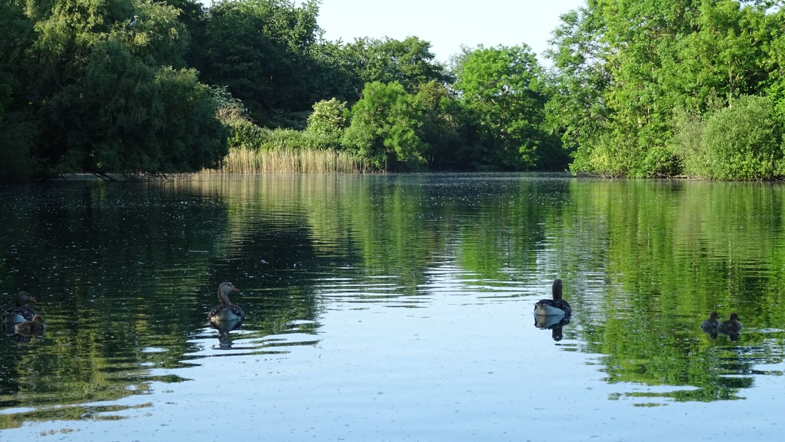 Sony DSC-HX60 sample photo. Lake, nature, geese photography