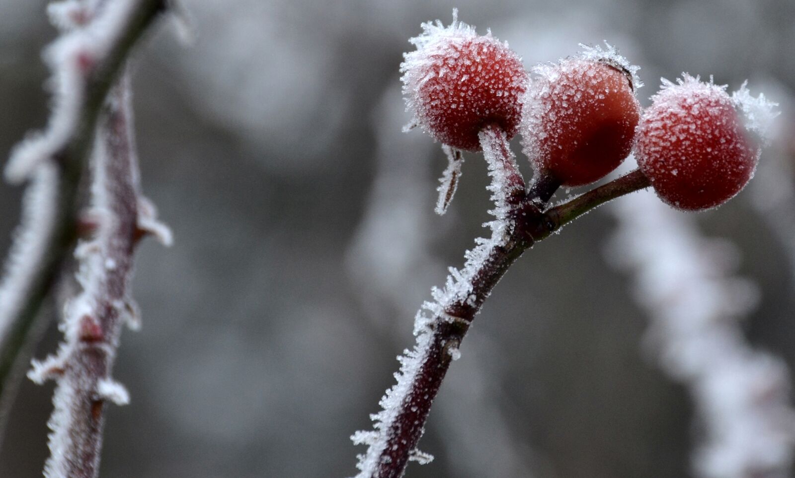 Nikon D5100 sample photo. Winter, frost, rose hip photography