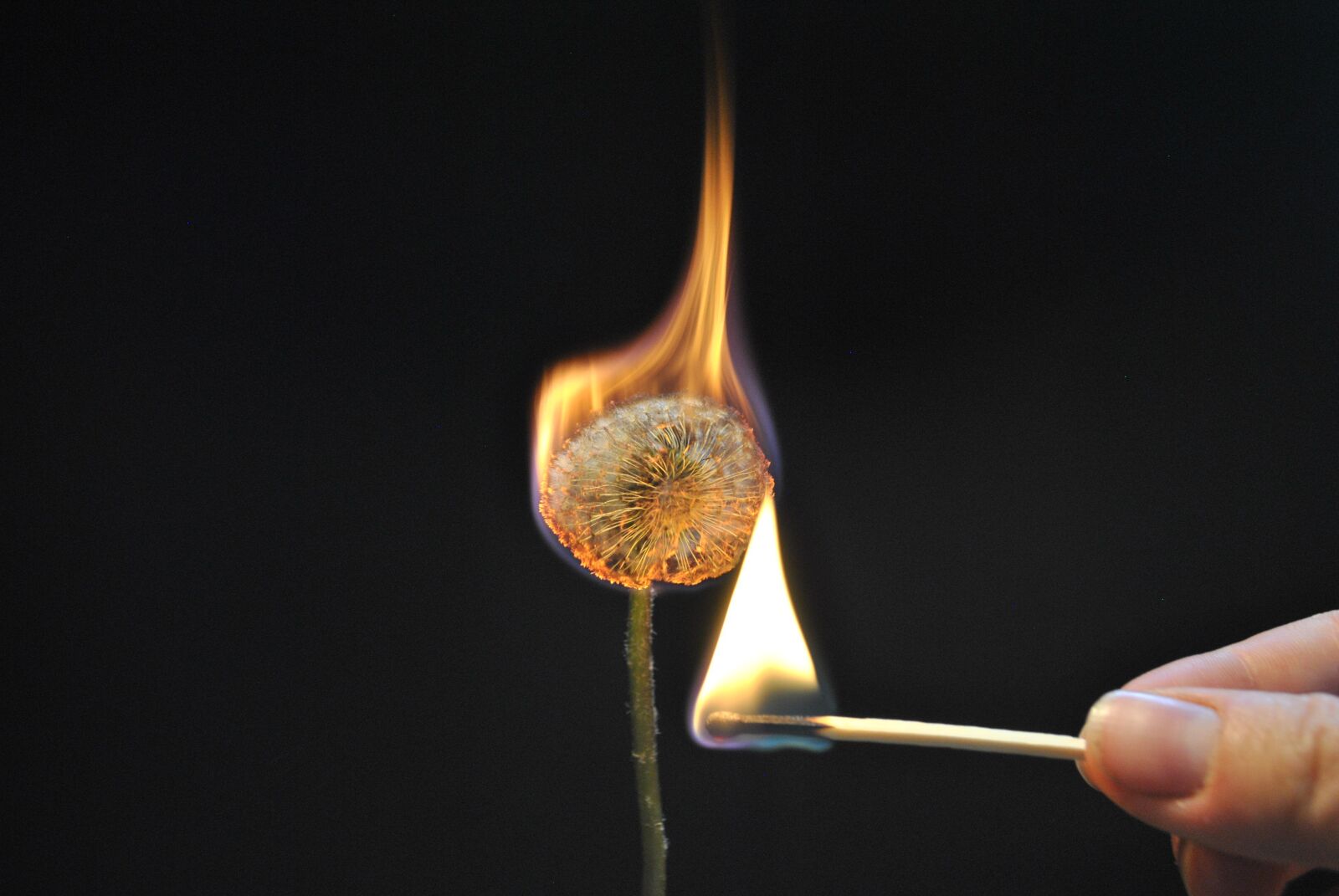 Nikon D3000 sample photo. Flower, fire, light photography