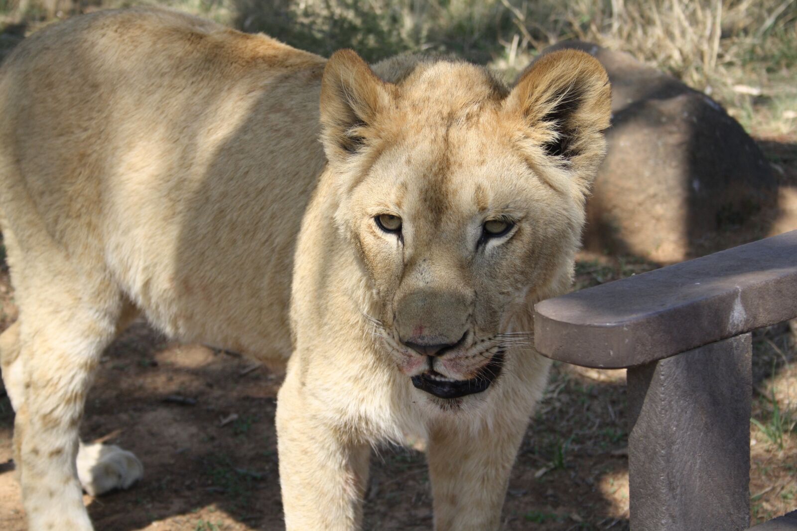 Canon EOS 1000D (EOS Digital Rebel XS / EOS Kiss F) sample photo. Lion, predator, animal world photography