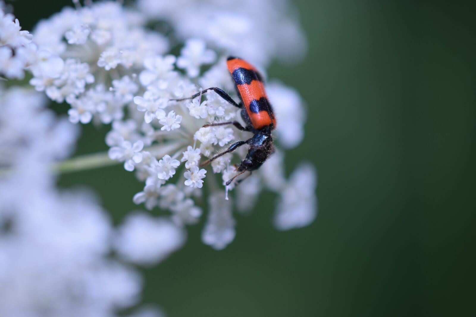 Nikon D3300 sample photo. Bug, ladybird, beetle photography