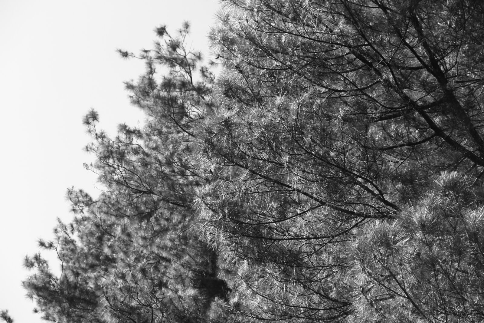 Canon EOS 7D sample photo. Black, white, trees photography