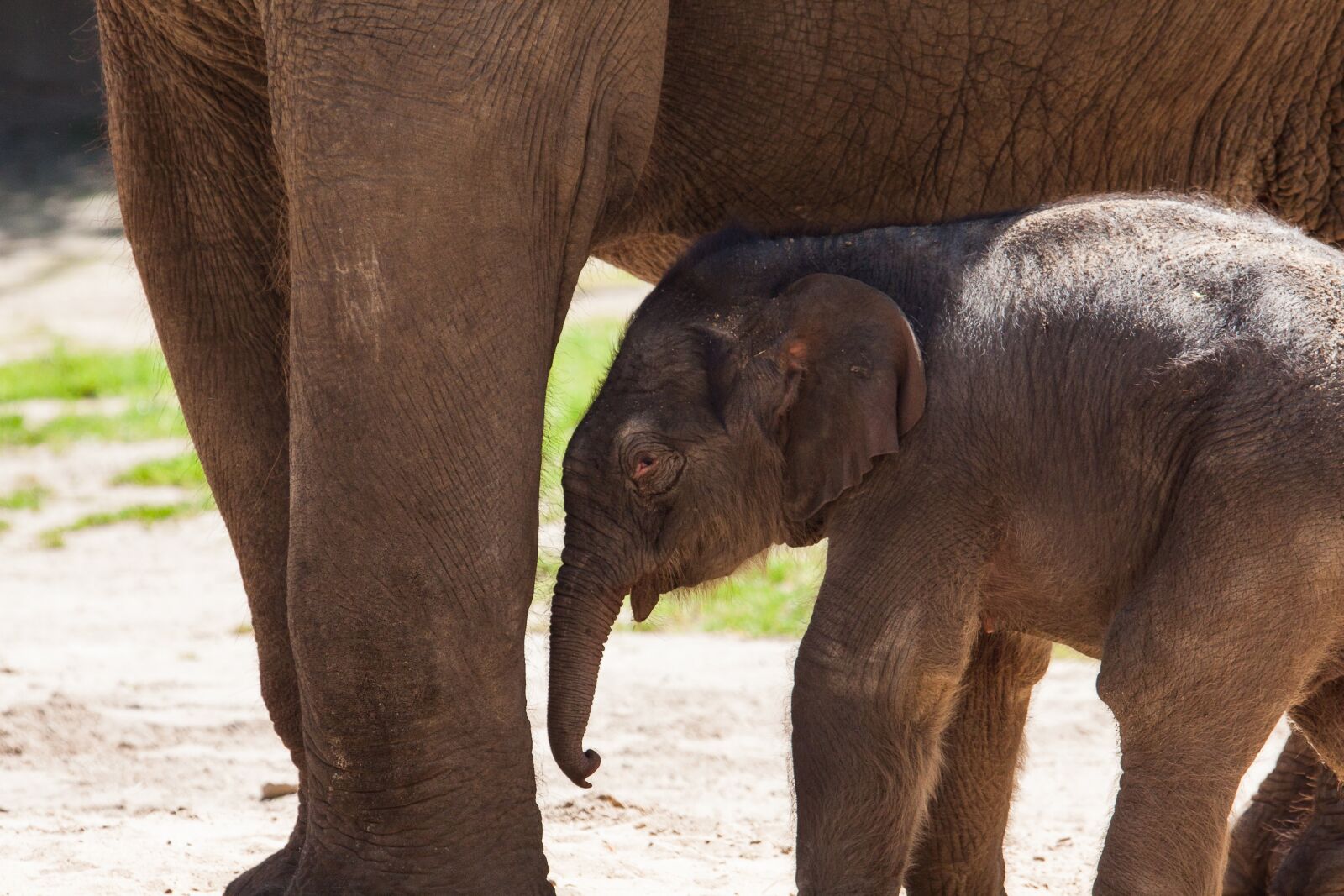 Canon EOS 50D sample photo. Elephant, young animal, baby photography