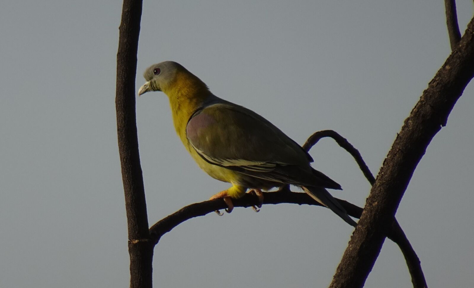 Sony DSC-WX800 sample photo. Bird, pigeon, yfgp photography