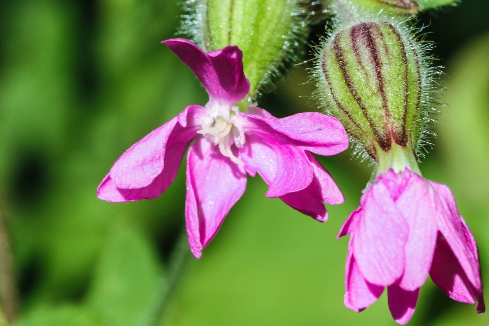 Canon EOS 7D Mark II sample photo. Flower, summer flower, nature photography