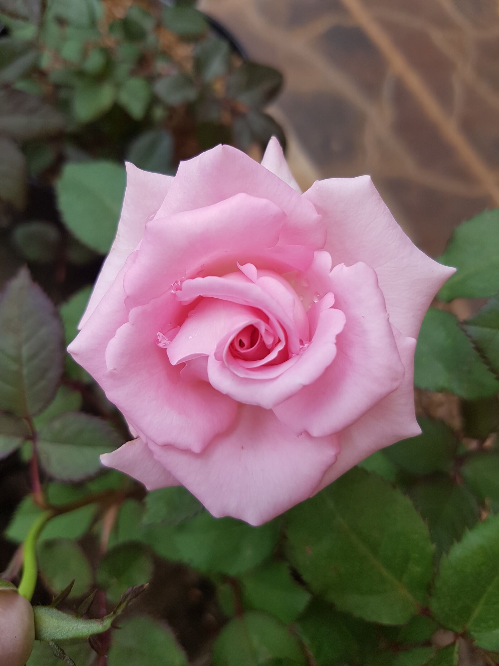Samsung Galaxy S7 Edge sample photo. Pink, rose, flower photography