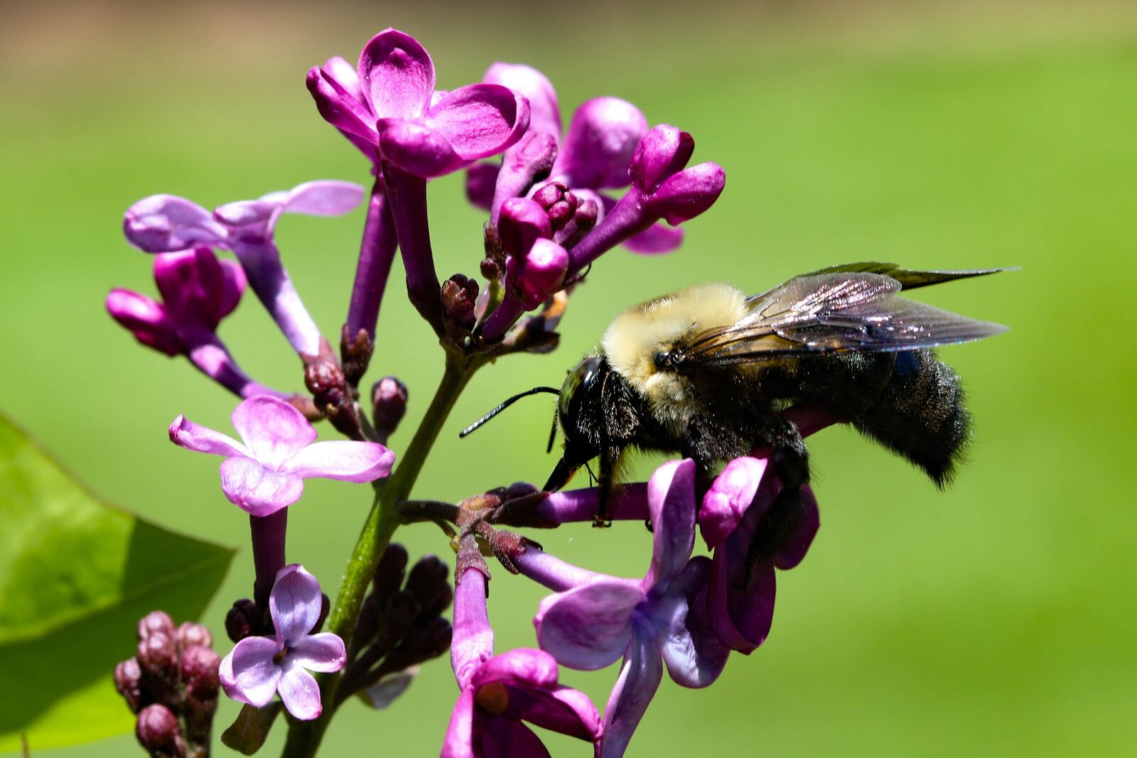 Canon EF 100mm F2.8 Macro USM sample photo. Bee, lilac, flower photography