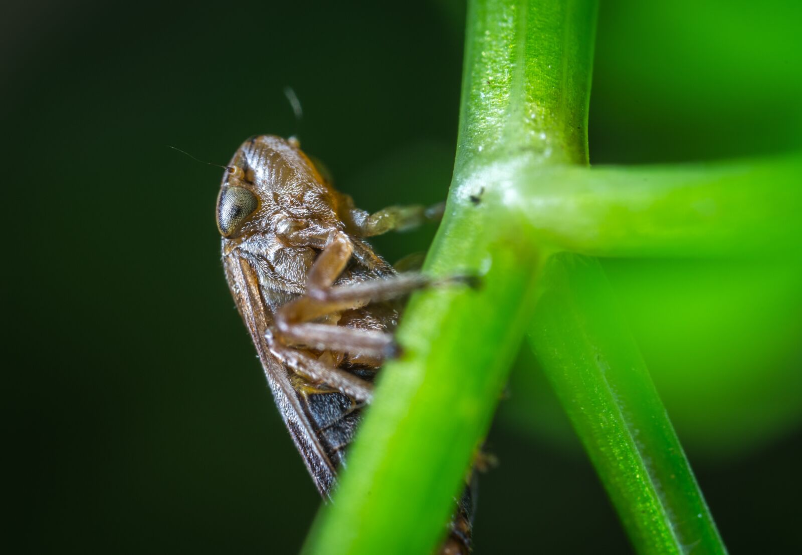 #124 65/2.8 sample photo. Macro, insect, for ordinary photography