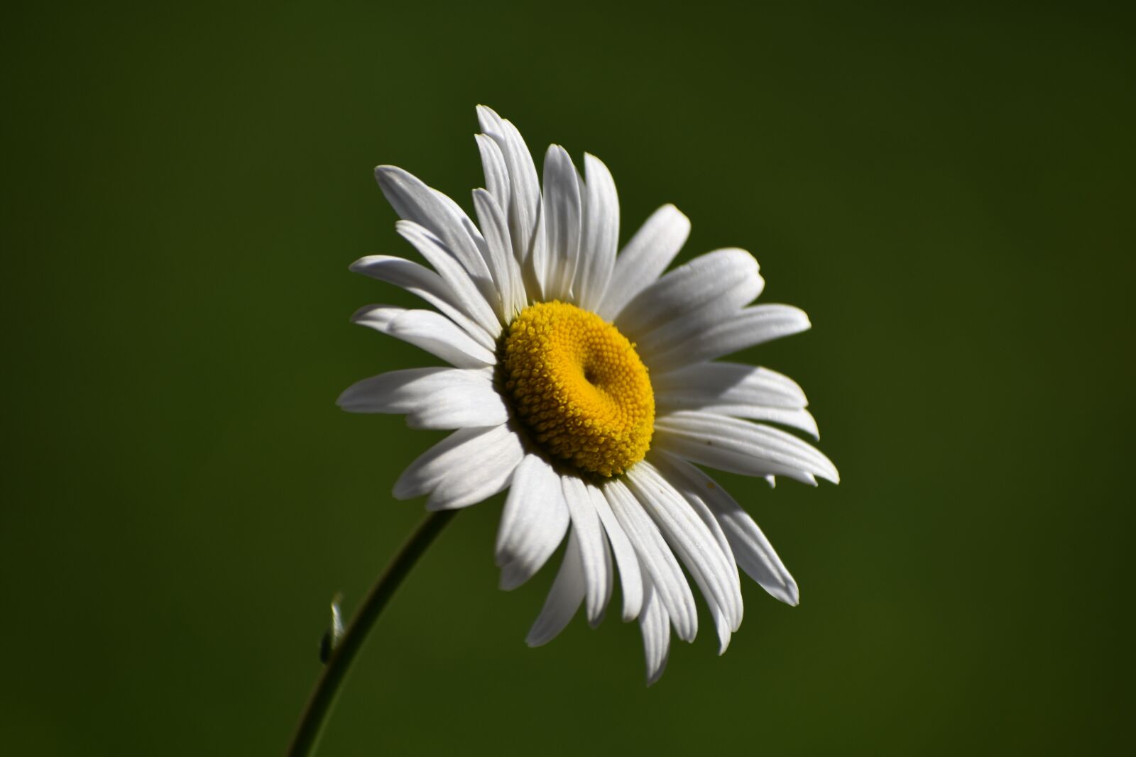 Nikon D3400 sample photo. Daisy, flower, white photography