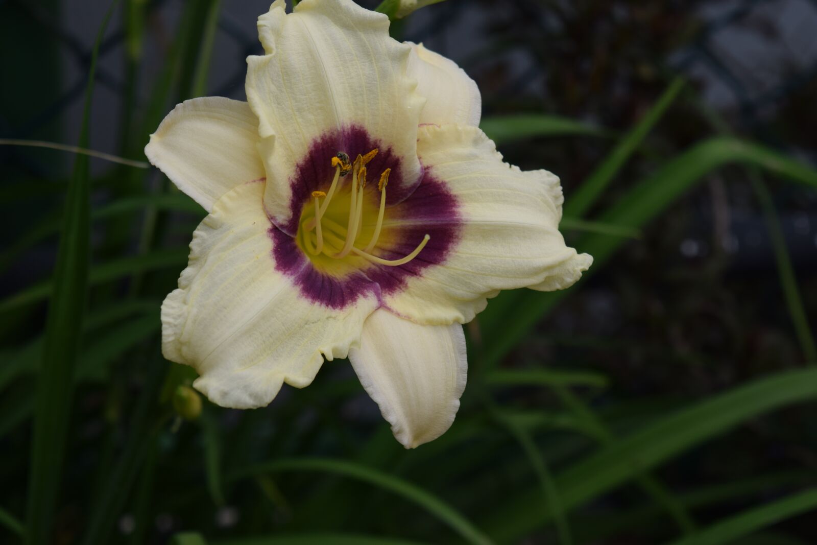 Nikon D3300 sample photo. Flower, garden, botanical photography