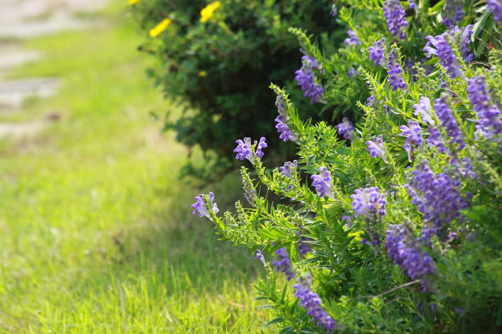 Canon EOS 5D Mark II sample photo. Flowers, nature, plants photography