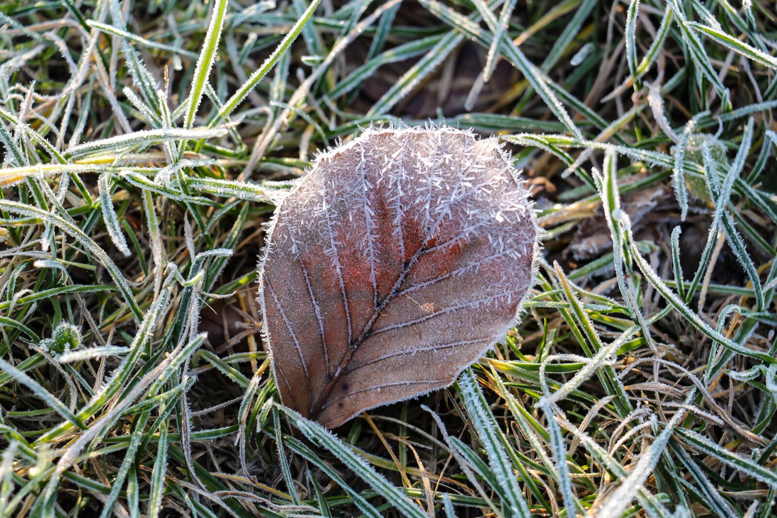 Canon EOS 700D (EOS Rebel T5i / EOS Kiss X7i) sample photo. Nature, leaf, frozen photography