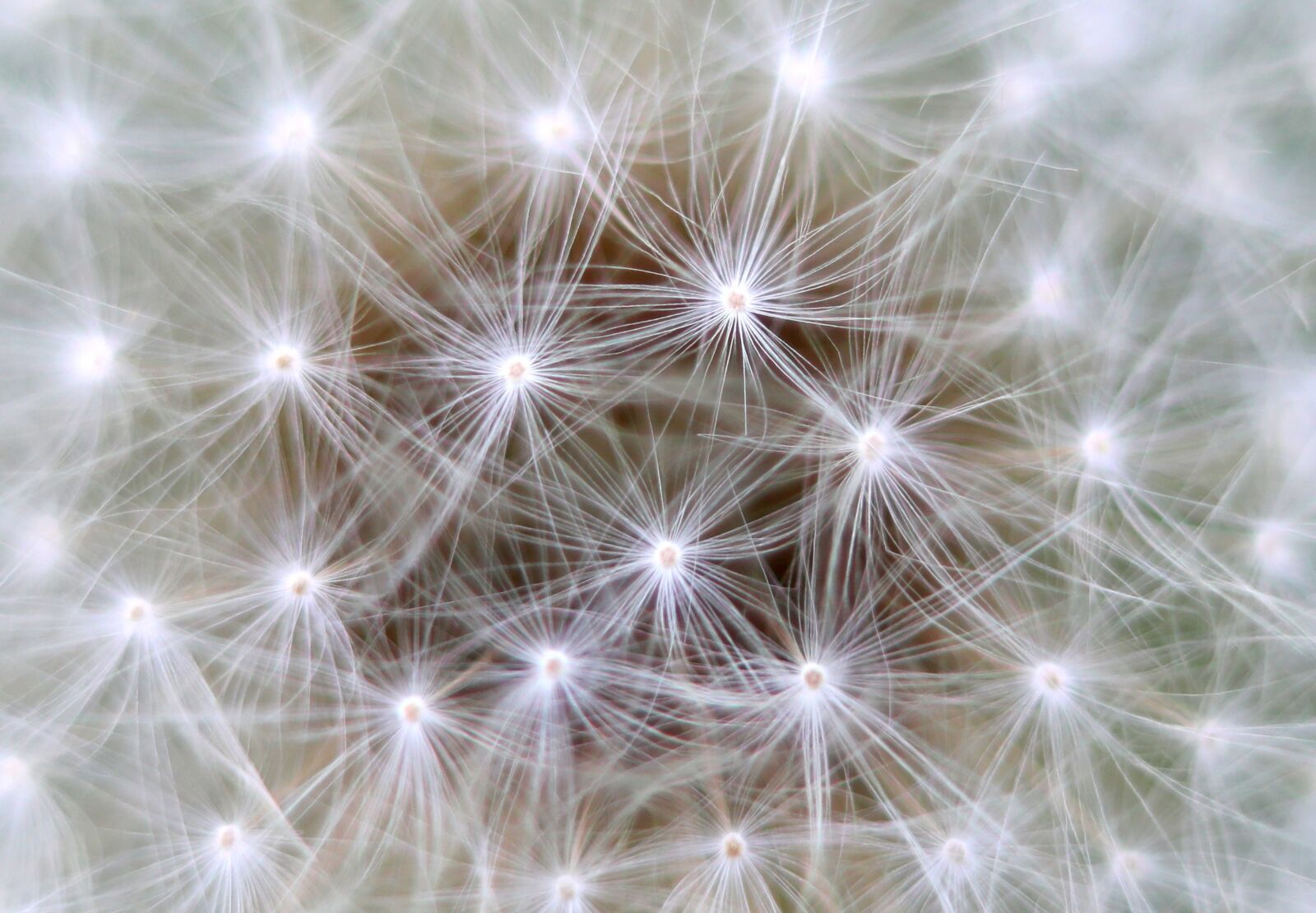 Canon EOS 5D Mark IV sample photo. Dandelion, background, link photography