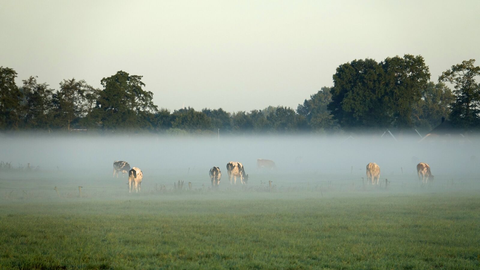 Sony Cyber-shot DSC-RX10 III sample photo. Late summer, fog, cows photography