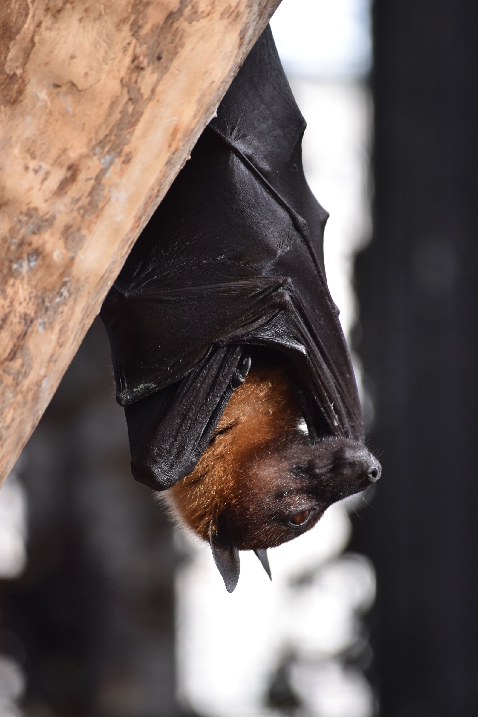 Nikon D5500 sample photo. Animal, bat, mammals photography