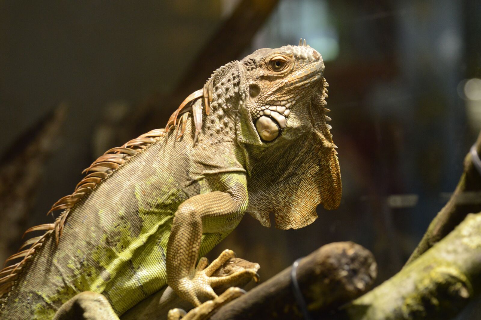 Nikon D3200 sample photo. Iguanas, squamata, animal photography