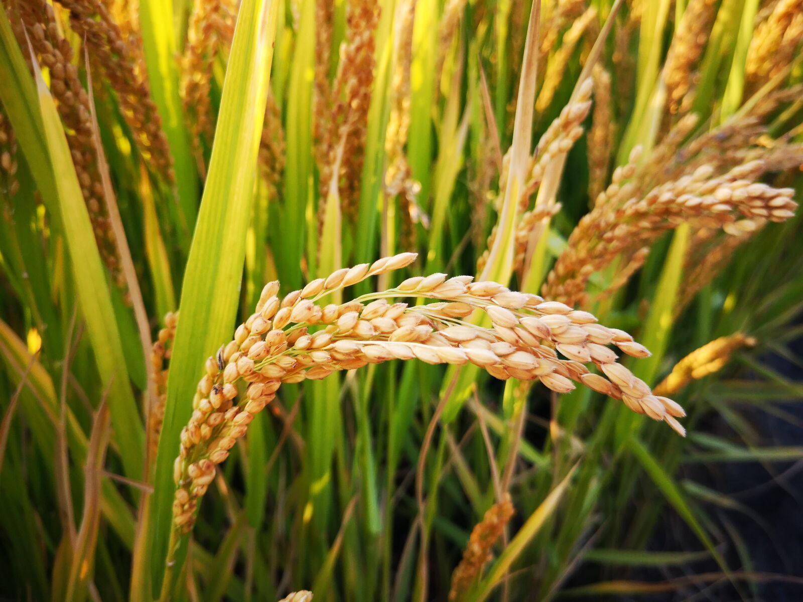 HUAWEI P20 sample photo. Rice, harvest, autumn photography