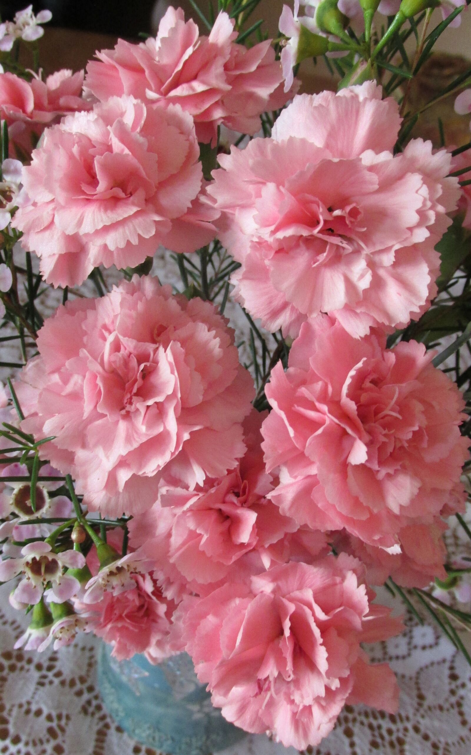 Canon PowerShot SX170 IS sample photo. Carnations, pink, fragrant photography