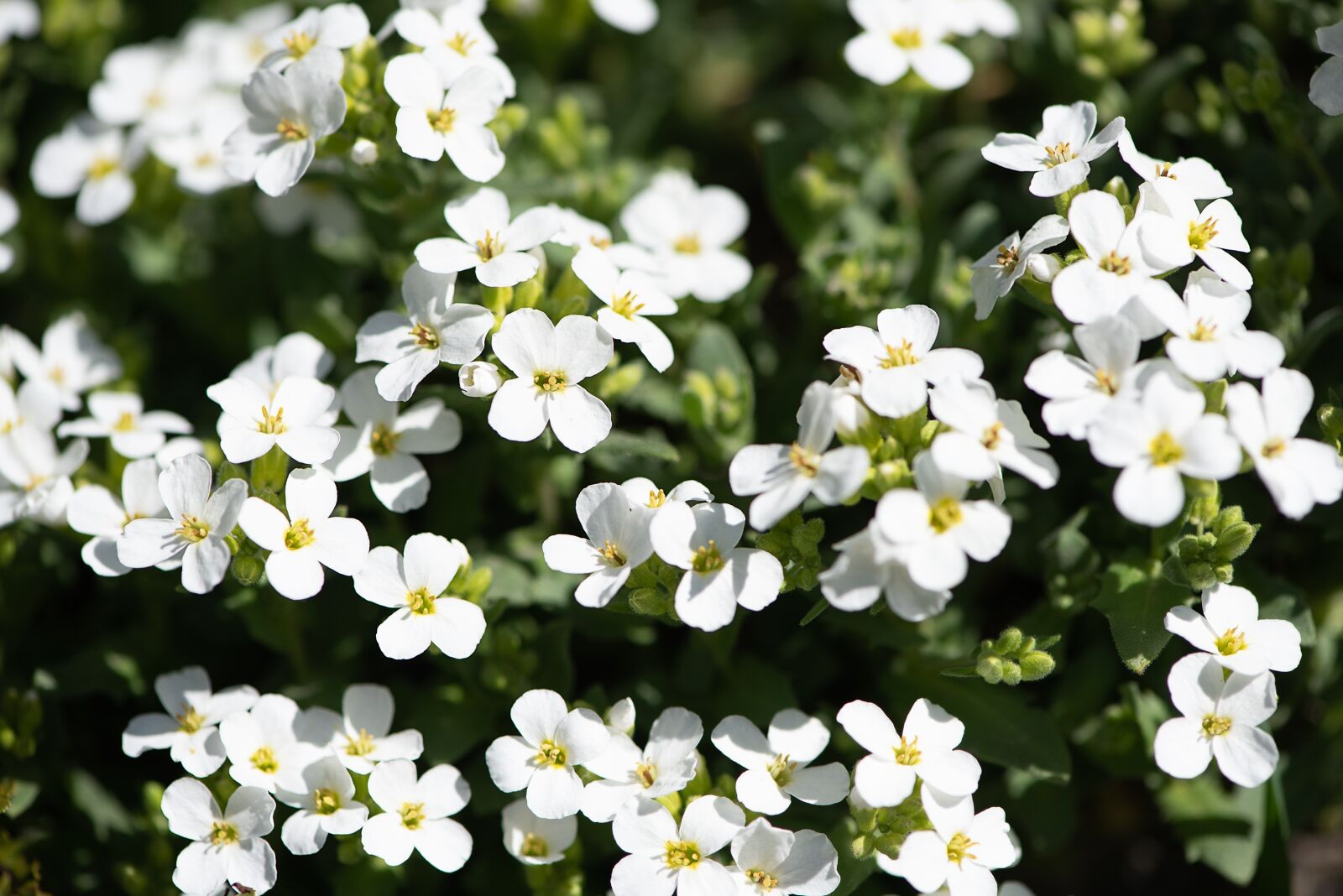 Nikon D750 sample photo. Cushion flowers, white, white photography