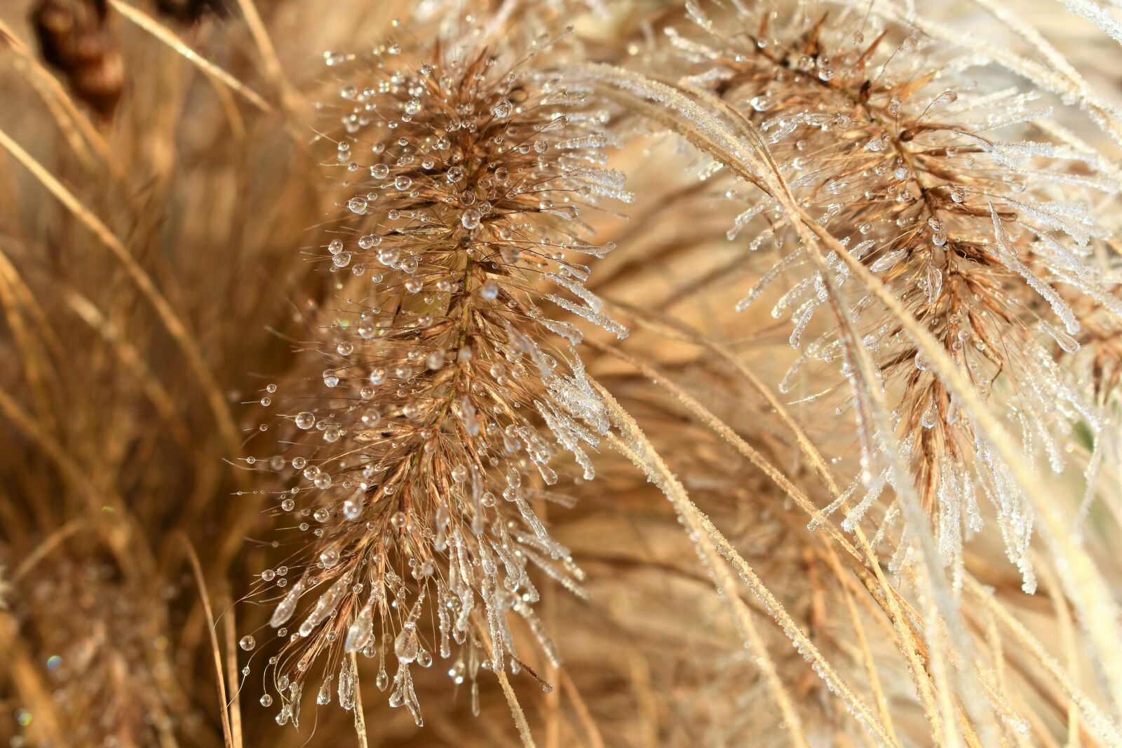 Nikon D5500 sample photo. Leaf, grass, frost photography