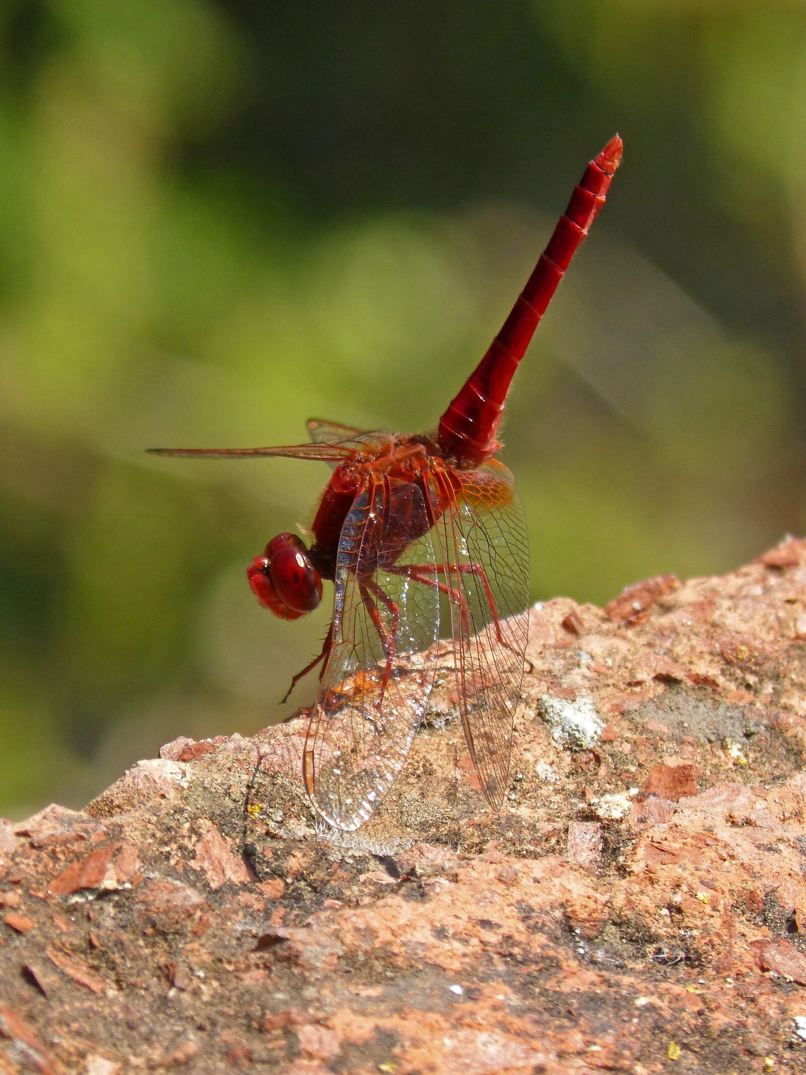 Panasonic DMC-FZ62 sample photo. Erythraea crocothemis, red dragonfly photography