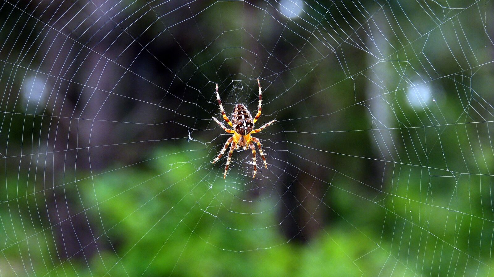 Panasonic Lumix DMC-FZ150 sample photo. Spider, cobweb, araneus photography