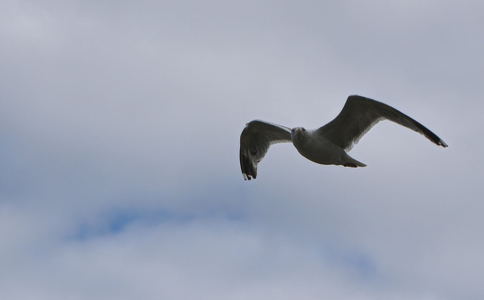 Canon EOS 70D sample photo. Seagull, flight, sea photography