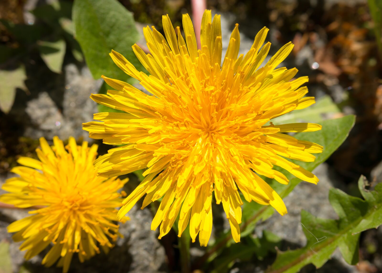 Samsung NX300M sample photo. Dandelion, yellow, flower photography