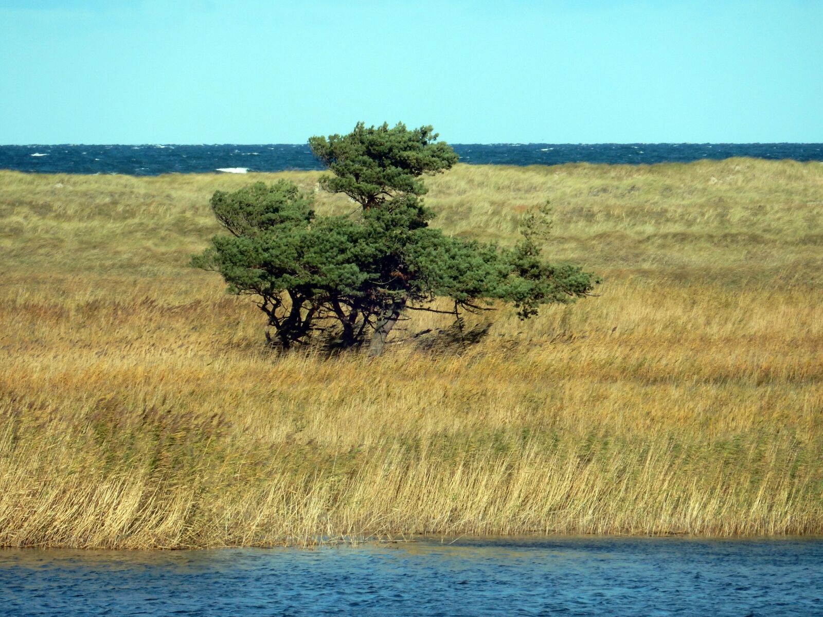 Nikon Coolpix S9900 sample photo. Tree, bodden, baltic sea photography