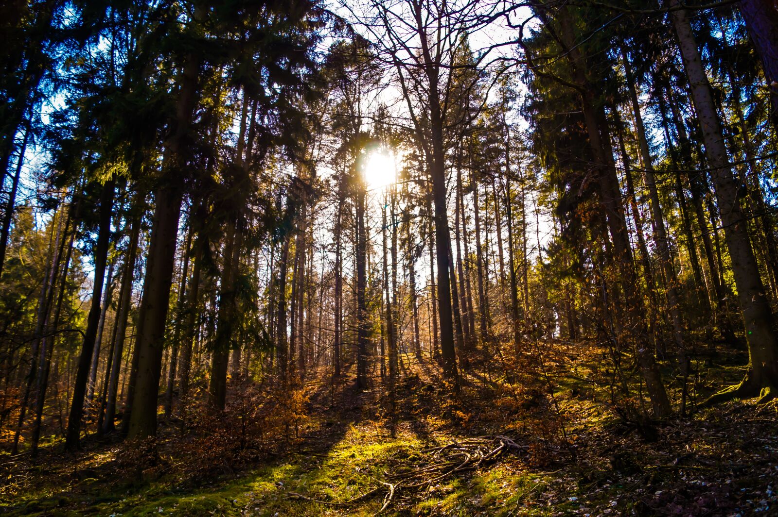 Sony DT 18-55mm F3.5-5.6 SAM II sample photo. Wood, tree, landscape photography