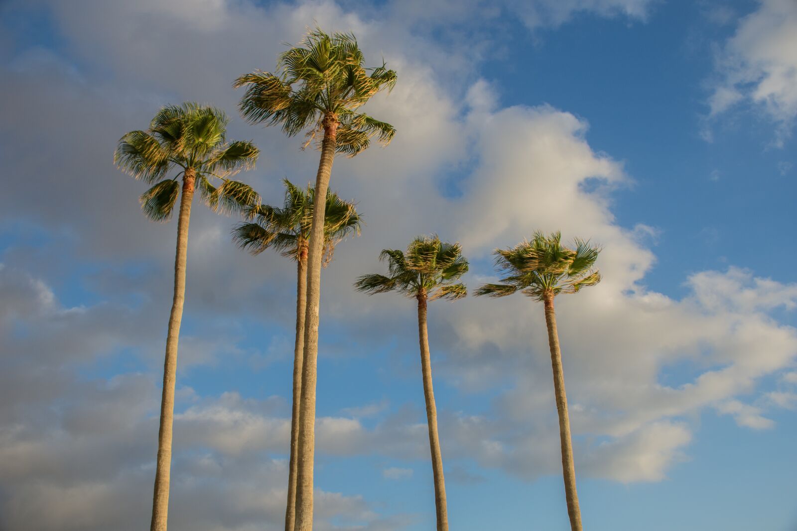 Nikon D7200 sample photo. Palms, beach, sun photography
