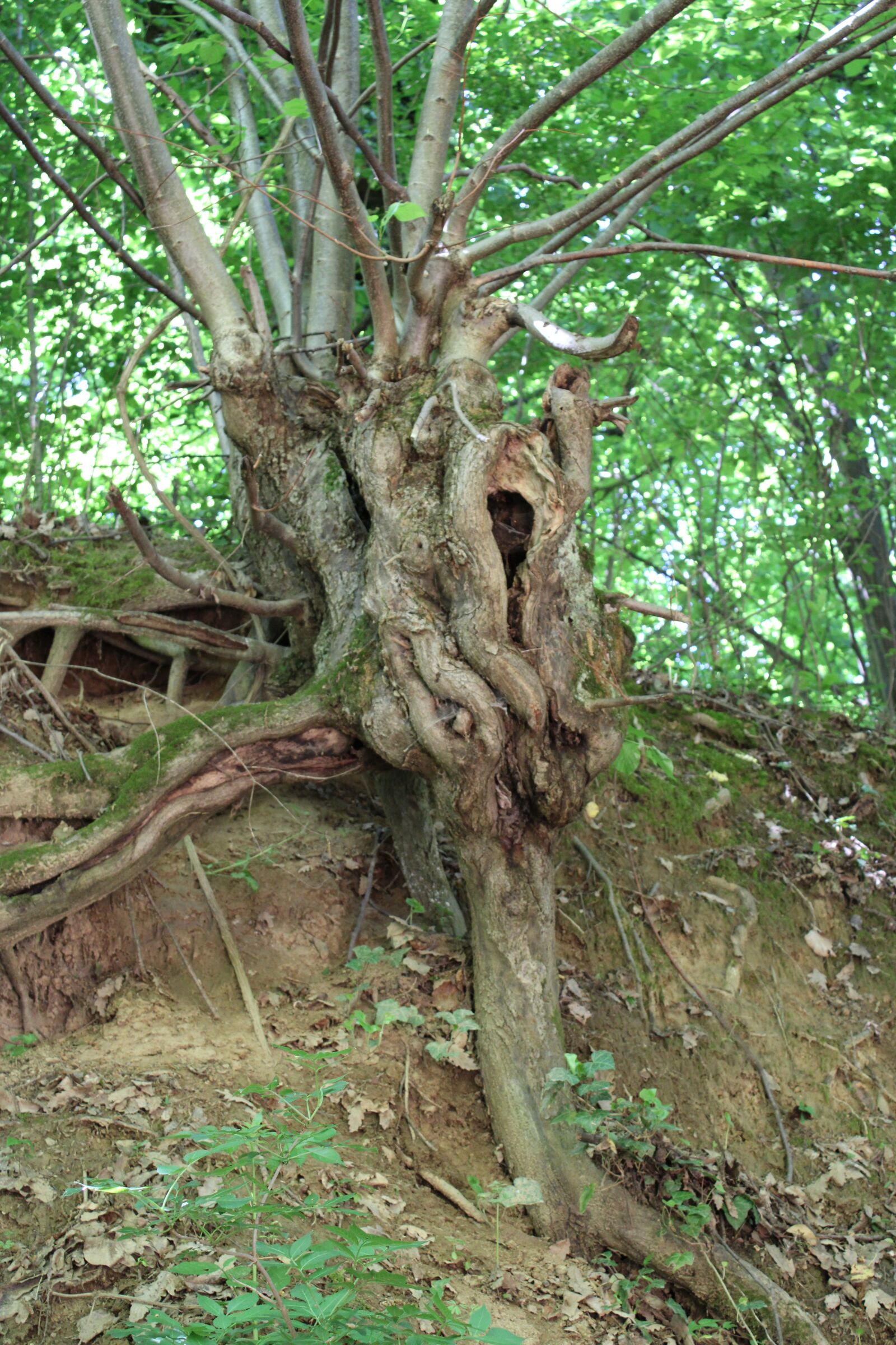 Canon EOS 2000D (EOS Rebel T7 / EOS Kiss X90 / EOS 1500D) sample photo. Tree, nature, root photography