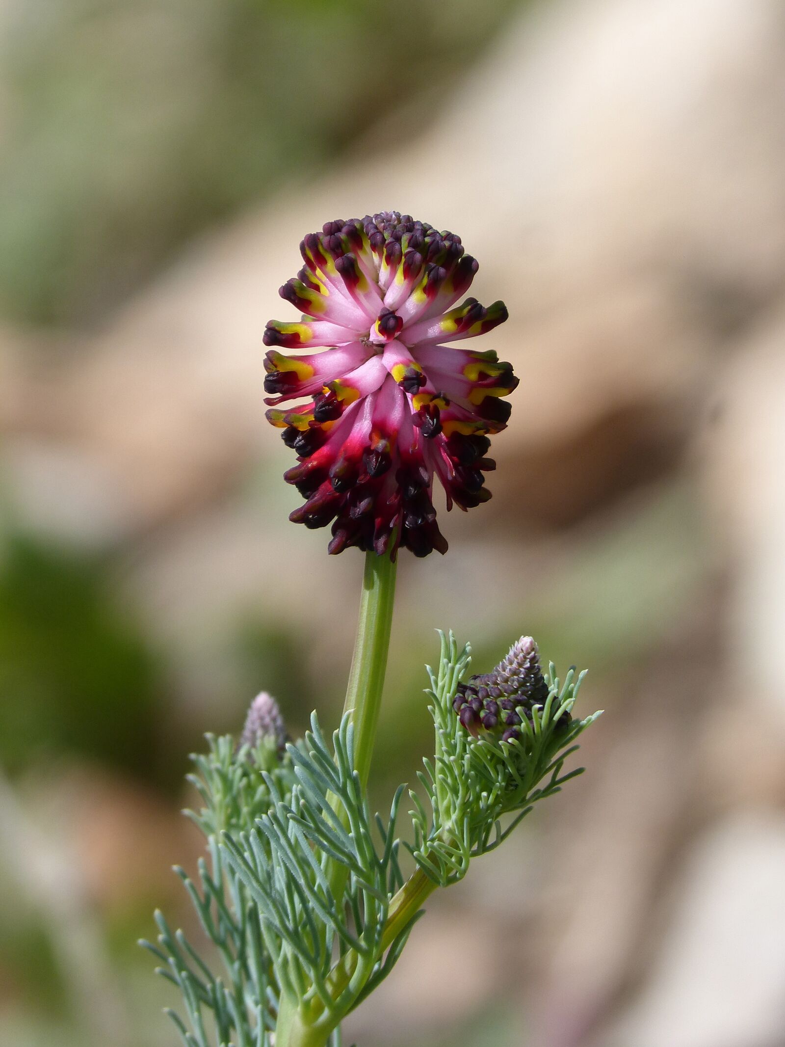 Panasonic DMC-FZ62 sample photo. Nature, flower, wild flower photography