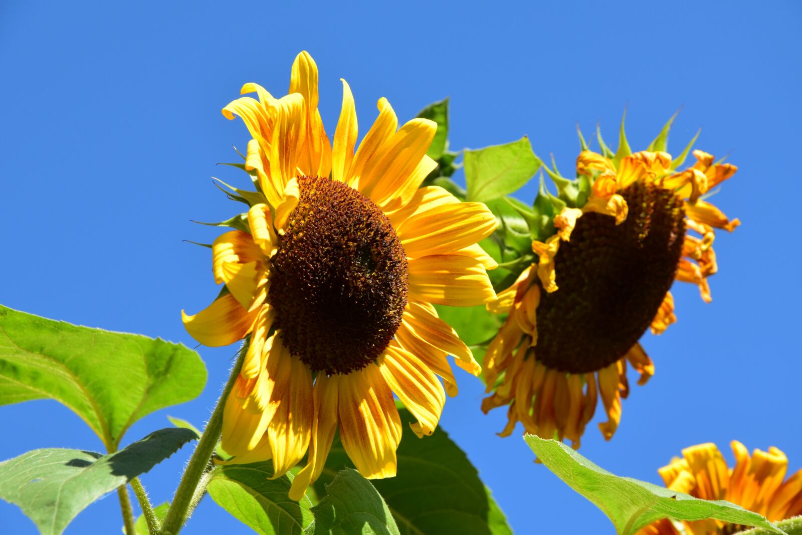 Nikon D5500 sample photo. Sunflower, autumn, yellow photography
