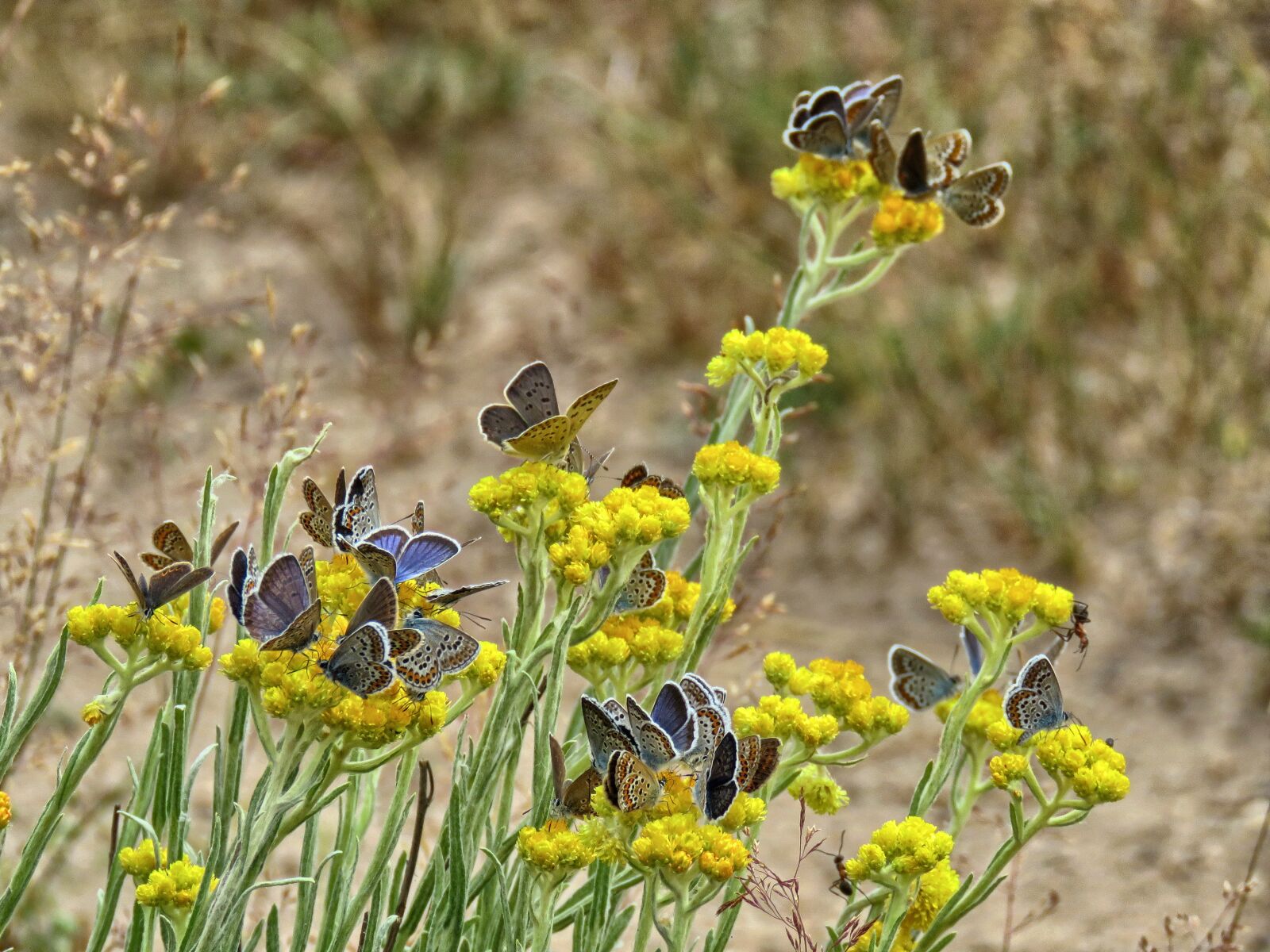 Canon PowerShot SX60 HS sample photo. Butterfly, butterflies, modraszek photography