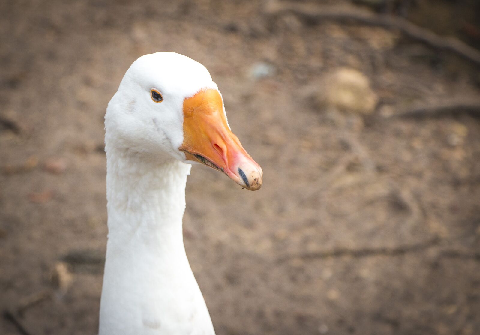 Canon EOS 70D sample photo. Animals, birds, ducks photography