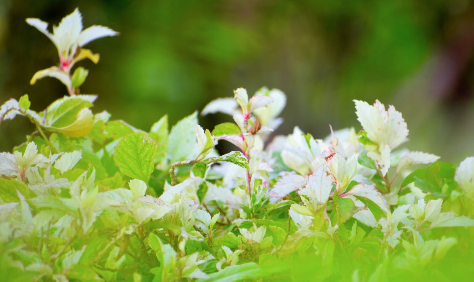 Nikon D3400 sample photo. Nature, leaf, flora photography