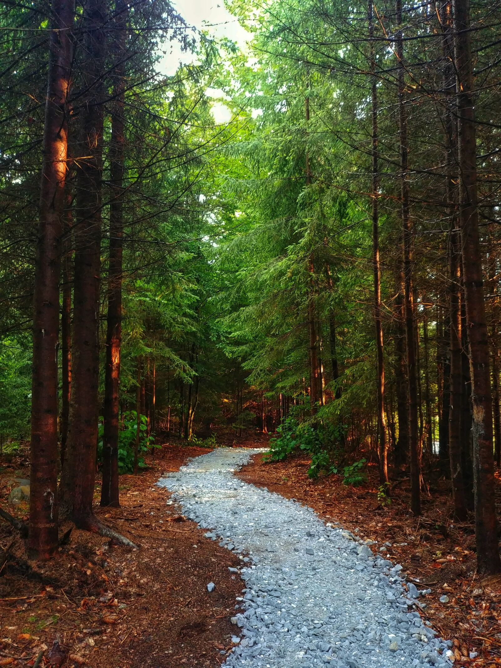 LG G6 sample photo. Forest, path, trees photography