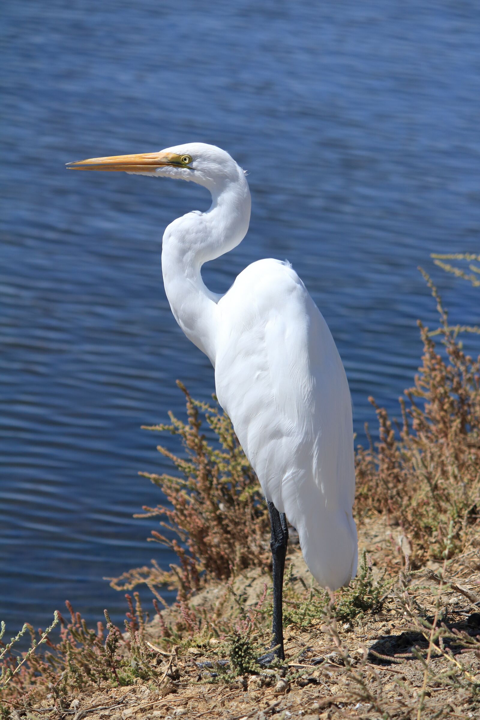 Canon EOS 650D (EOS Rebel T4i / EOS Kiss X6i) + Canon EF-S 55-250mm F4-5.6 IS II sample photo. Egret, great, white photography
