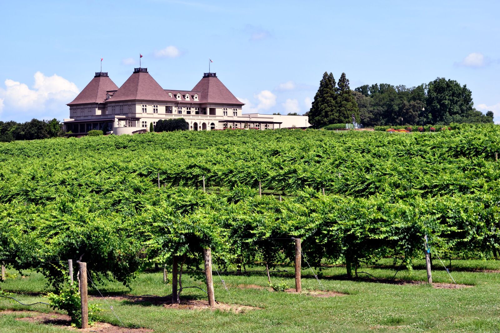 Nikon D3300 sample photo. Vineyard, winery, grapes photography