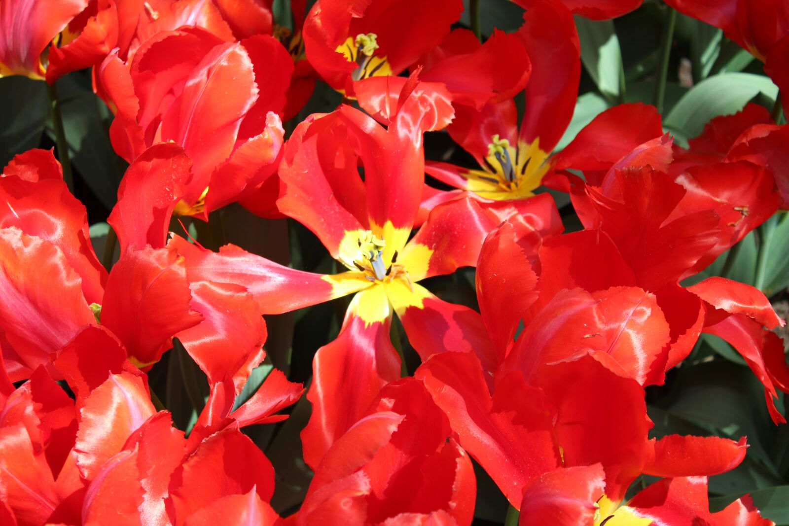 Canon EOS 600D (Rebel EOS T3i / EOS Kiss X5) sample photo. Tulips, red, spring photography