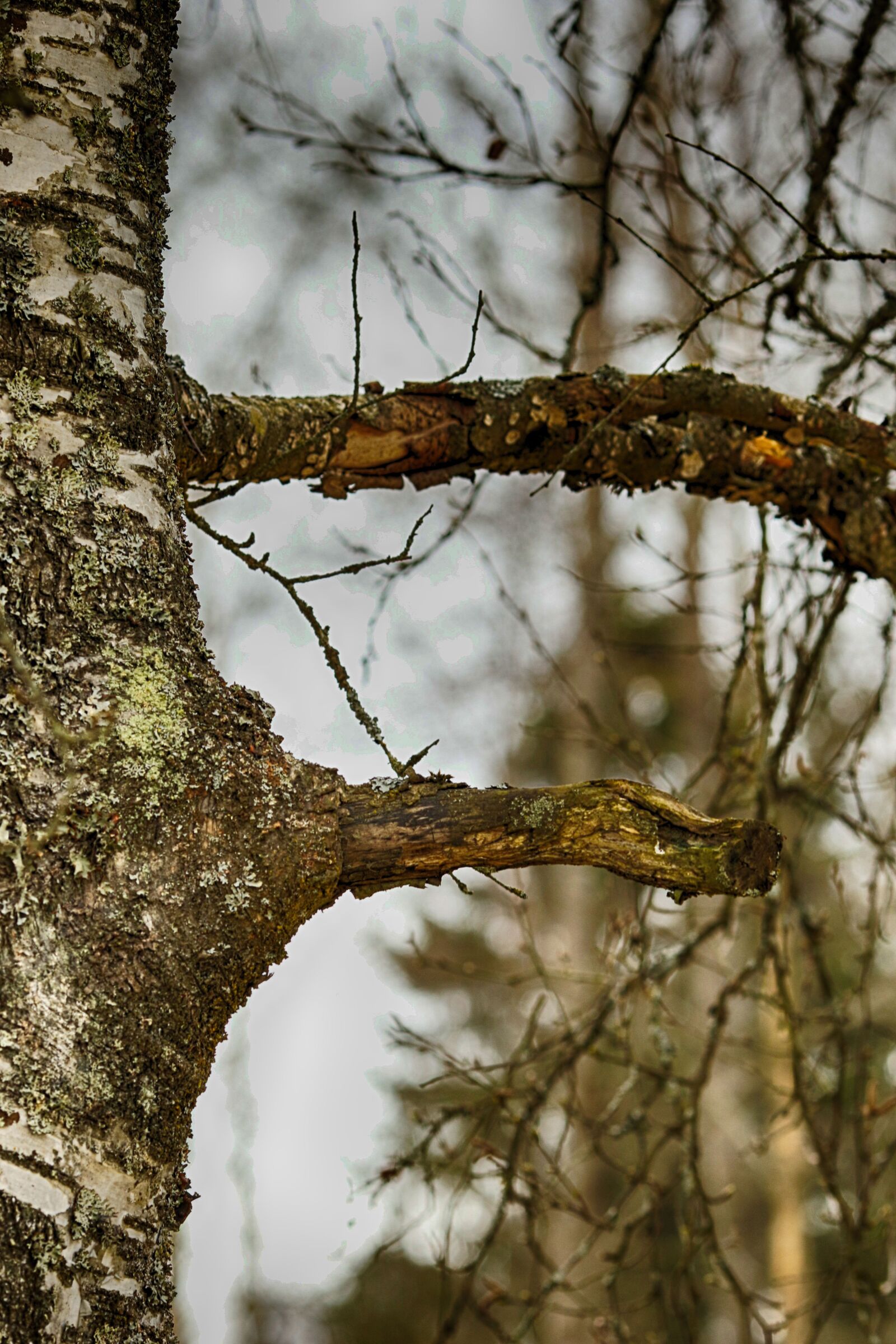 Canon EOS 7D Mark II + Canon EF 135mm F2L USM sample photo. Tree, nature, wood photography