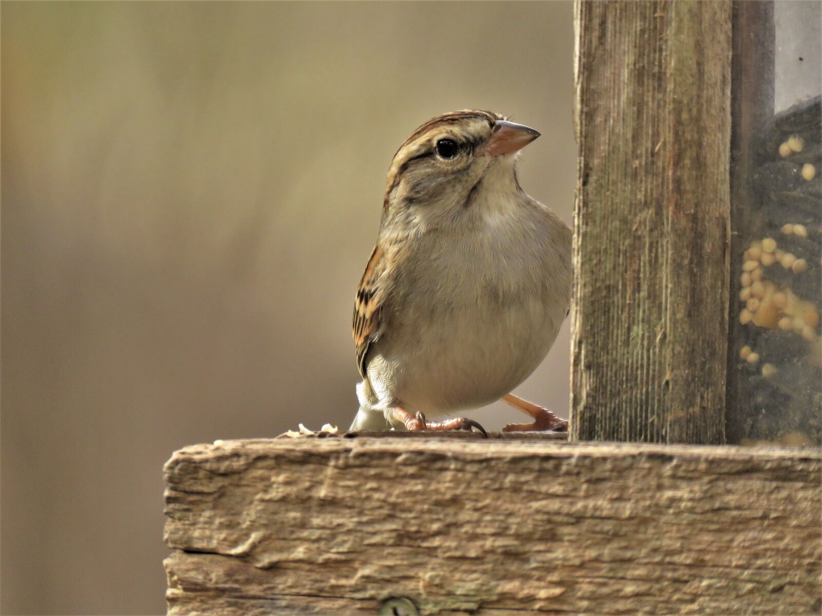 Canon PowerShot SX60 HS sample photo. Bird, wildlife, outdoors photography