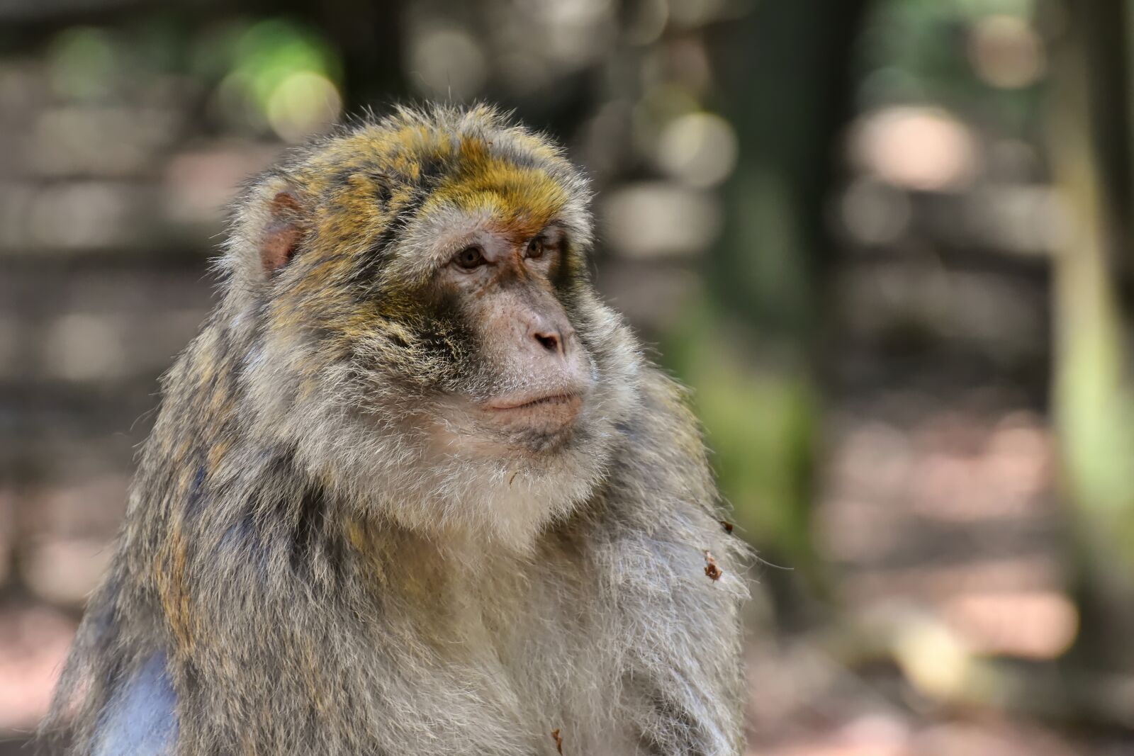 Nikon D7200 sample photo. Barbary ape, endangered species photography