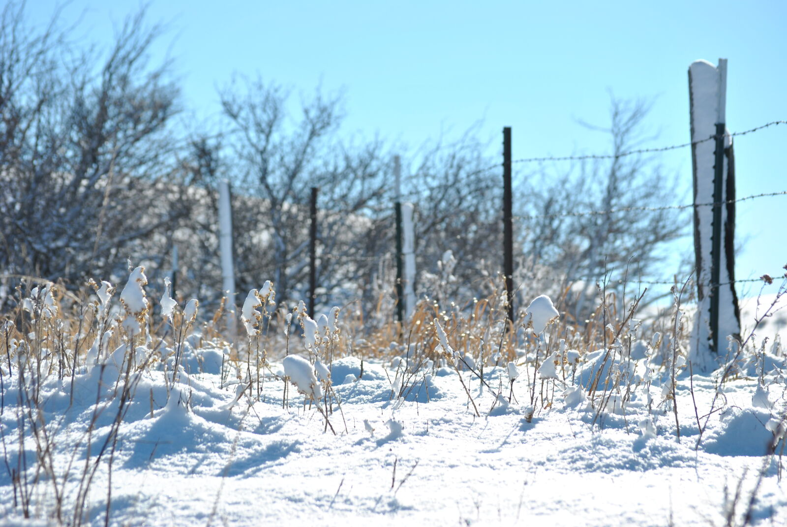 Nikon D3000 sample photo. Bright, day, snow, wire photography