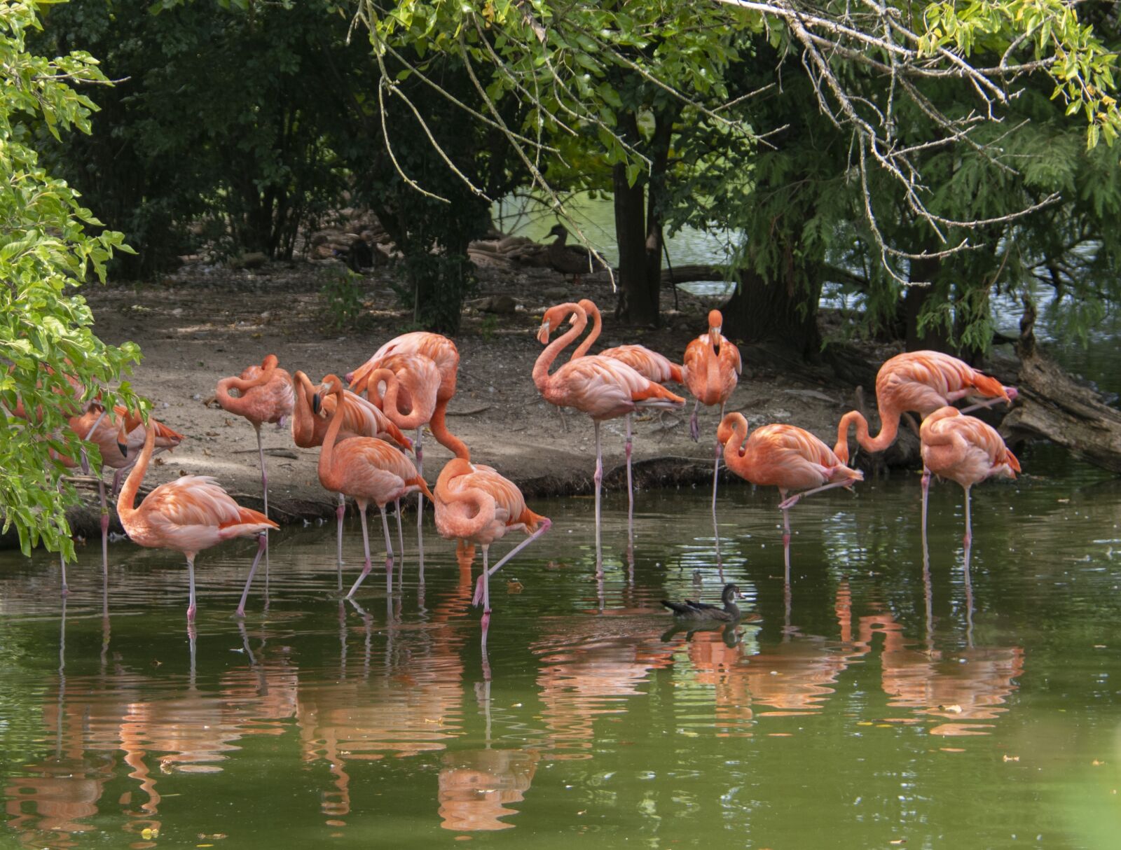 Nikon D850 sample photo. Flamingos, bird, nature photography